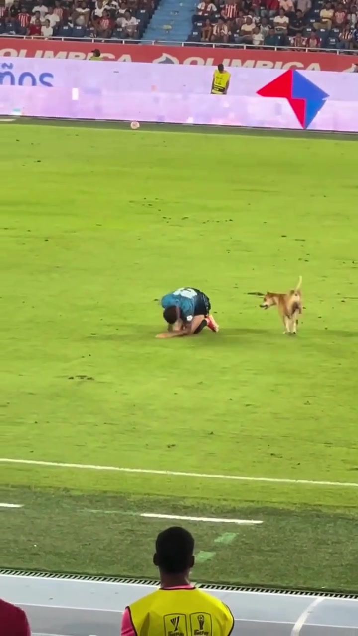 狗狗進(jìn)場模仿球員受傷倒地傷害性不大侮辱性極強(qiáng)啊